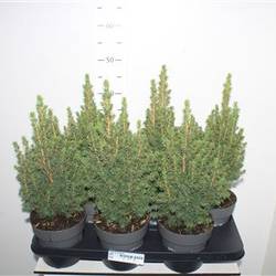 Picea Conica Schnapch.Von Uhr T15 H040