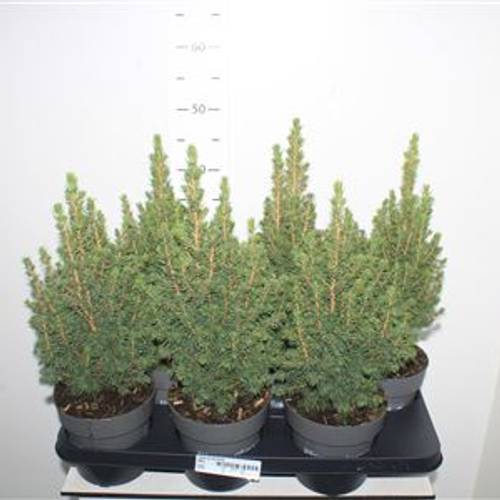 Picea Conica Schnapch.Von Uhr T15 H040