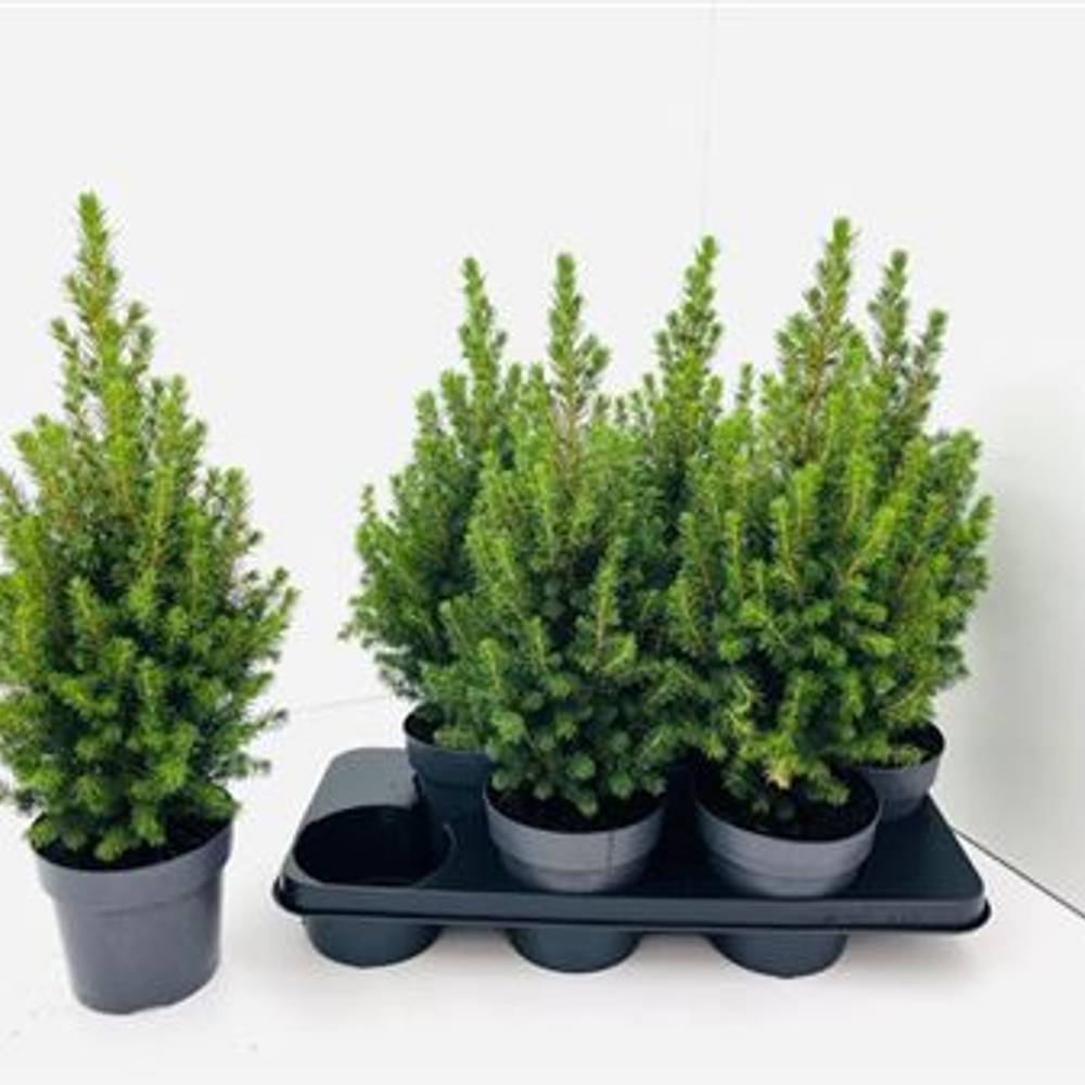 Picea Conica Schnapch.Von Uhr T15 H050