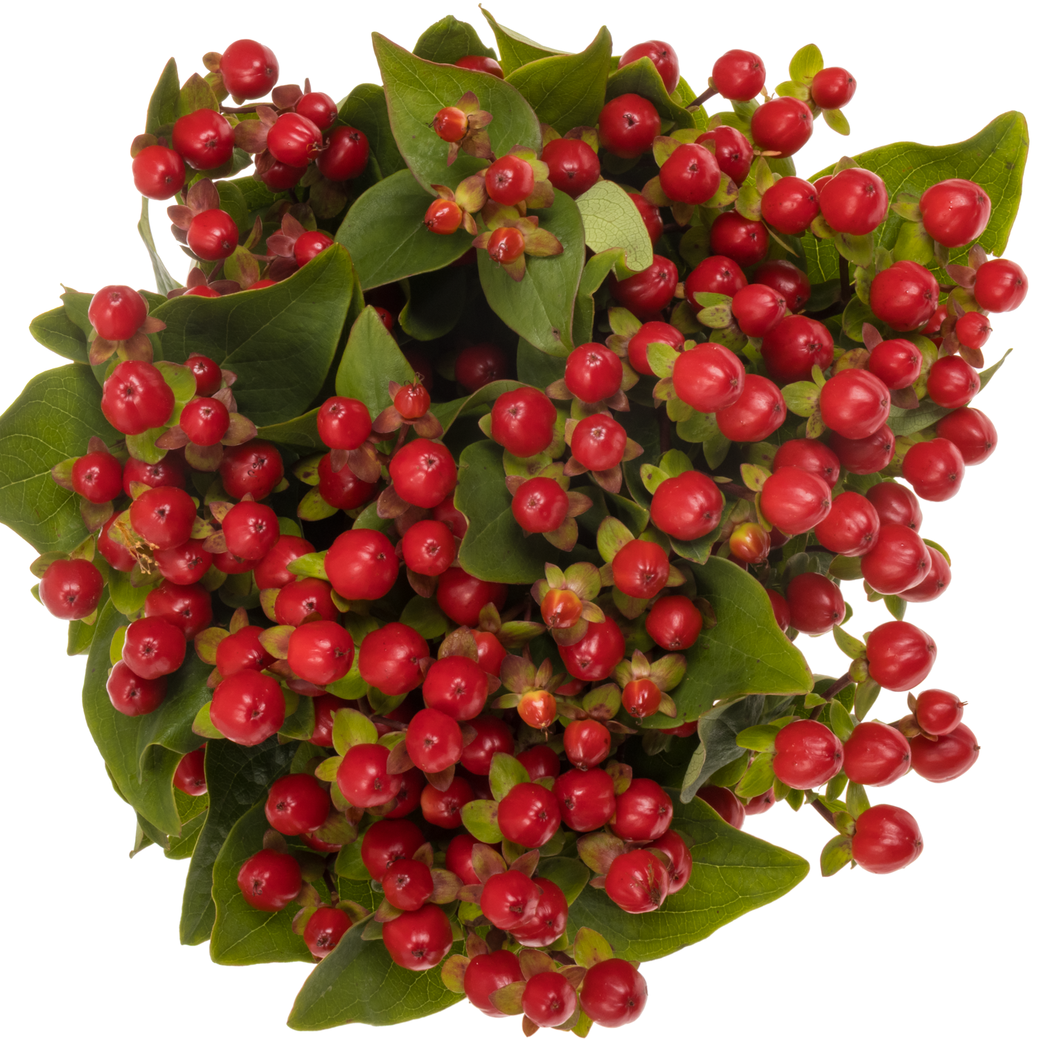 Hypericum rot Coco Rio verzweigt 55cm