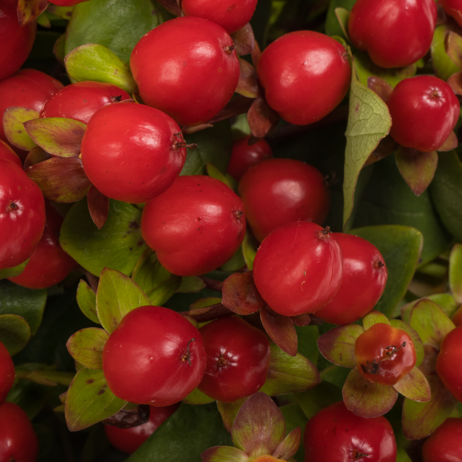 Hypericum rot Coco Rio verzweigt 55cm