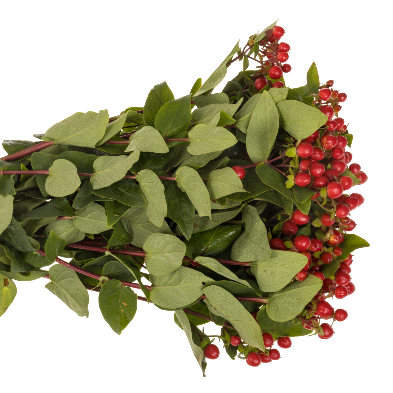 Hypericum rot Coco Rio verzweigt 55cm