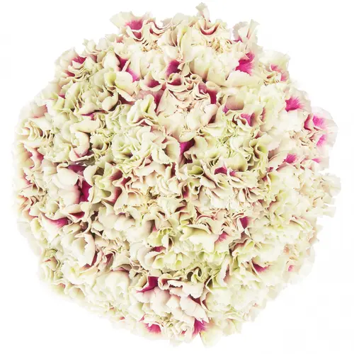 Nelke creme/lila Lady Amig 70cm