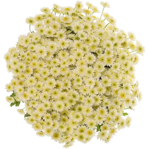 Matrecaria creme Orinoco 50cm