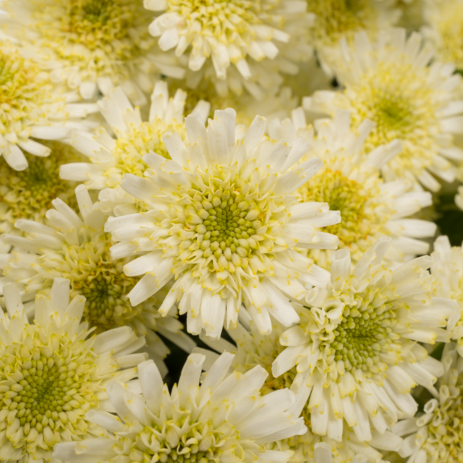 Matrecaria creme Orinoco 50cm