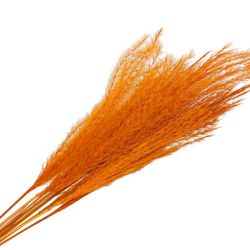 Trocken Pampas Mini orange L75cm x10