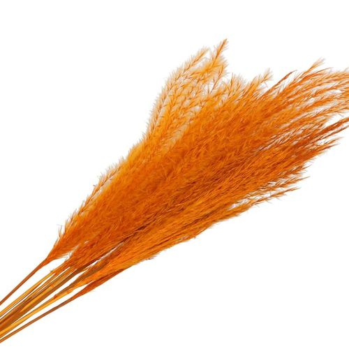 Trocken Pampas Mini orange L75cm x10