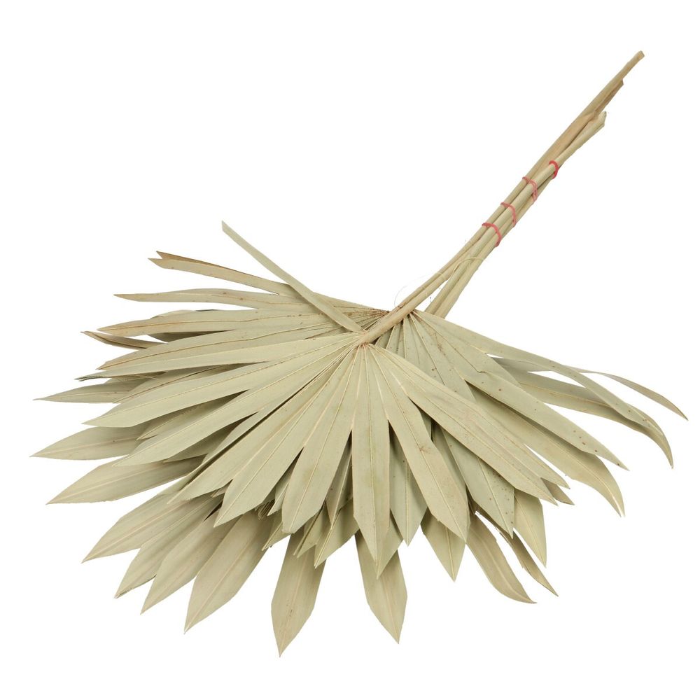 Trocken Palm Sun natur L55cm x5