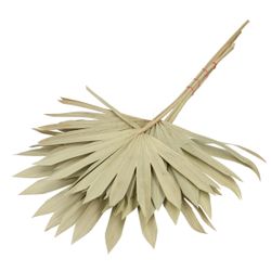 Trocken Palm Sun natur L55cm x5