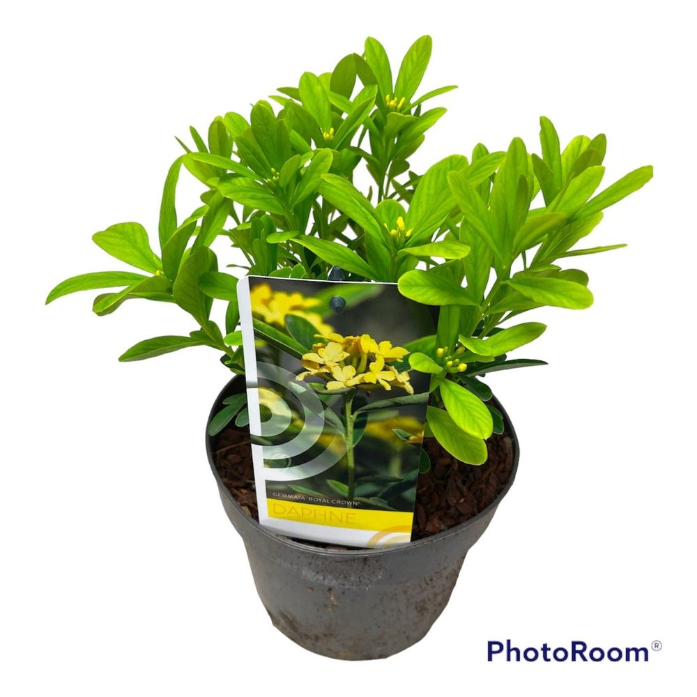 Daphne Gemmata Royal Crown T17 H40