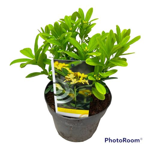 Daphne Gemmata Royal Crown T17 H40