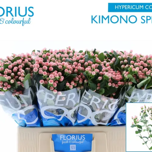 Hypericum rosa verzweigt Coco Kimono 60cm