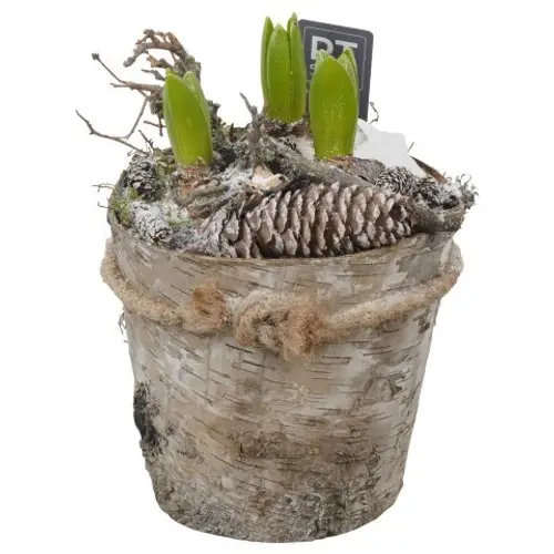 Hyac.Arr PTWH7741 weisse Bl. Winter T17 H023