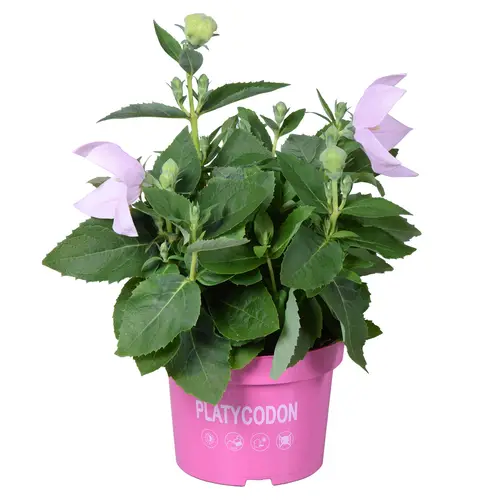 Platycodon rosa Grand T13 H025