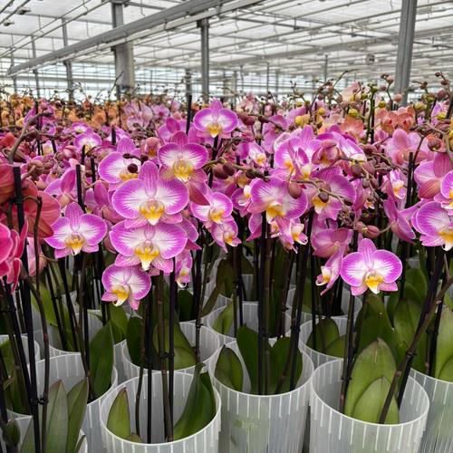 Phal.3-R rosa T12 H55