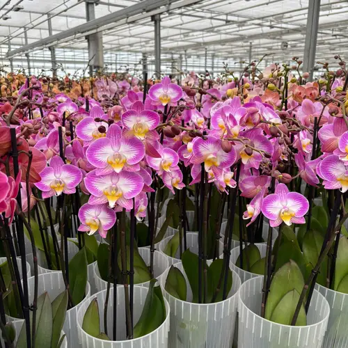 Phal.3-R rosa T12 H55
