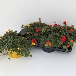 Portulaca mix T17 H030