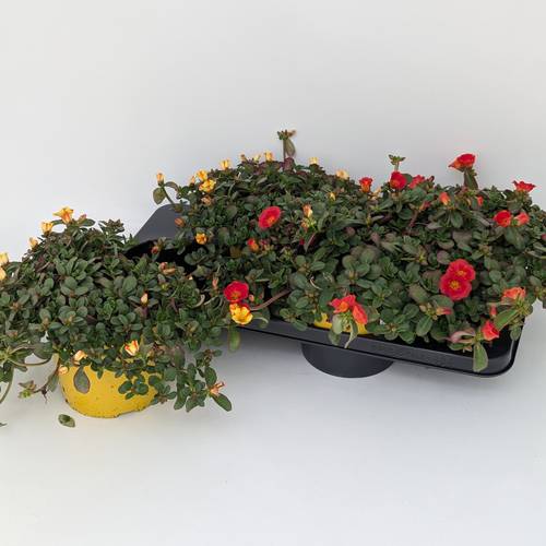 Portulaca mix T17 H030