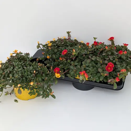 Portulaca mix T17 H030