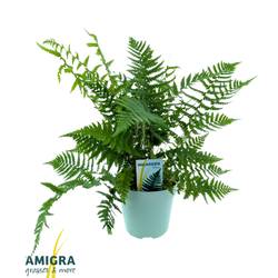 Dryopteris Affinis Garten T17 H40