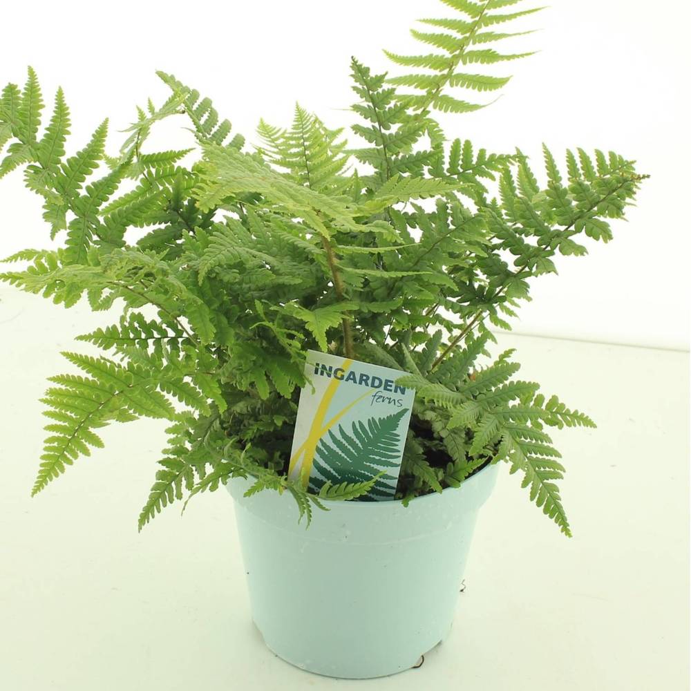 Dryopteris Affinis Garten T17 H40