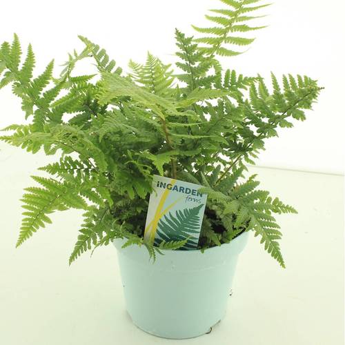 Dryopteris Affinis Garten T17 H40