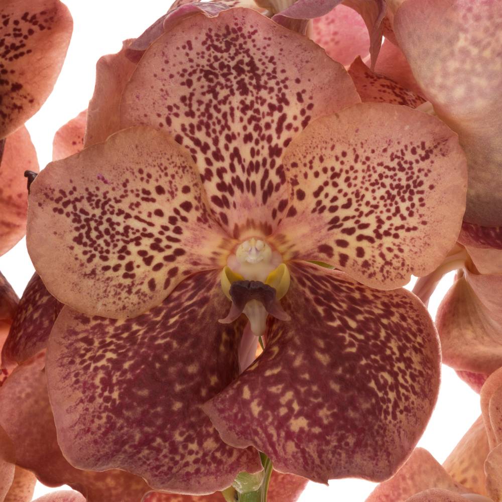 Vanda orange Leopard Coral