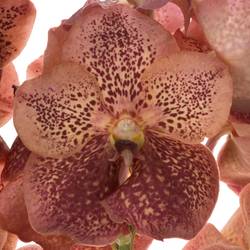 Vanda orange Leopard Coral