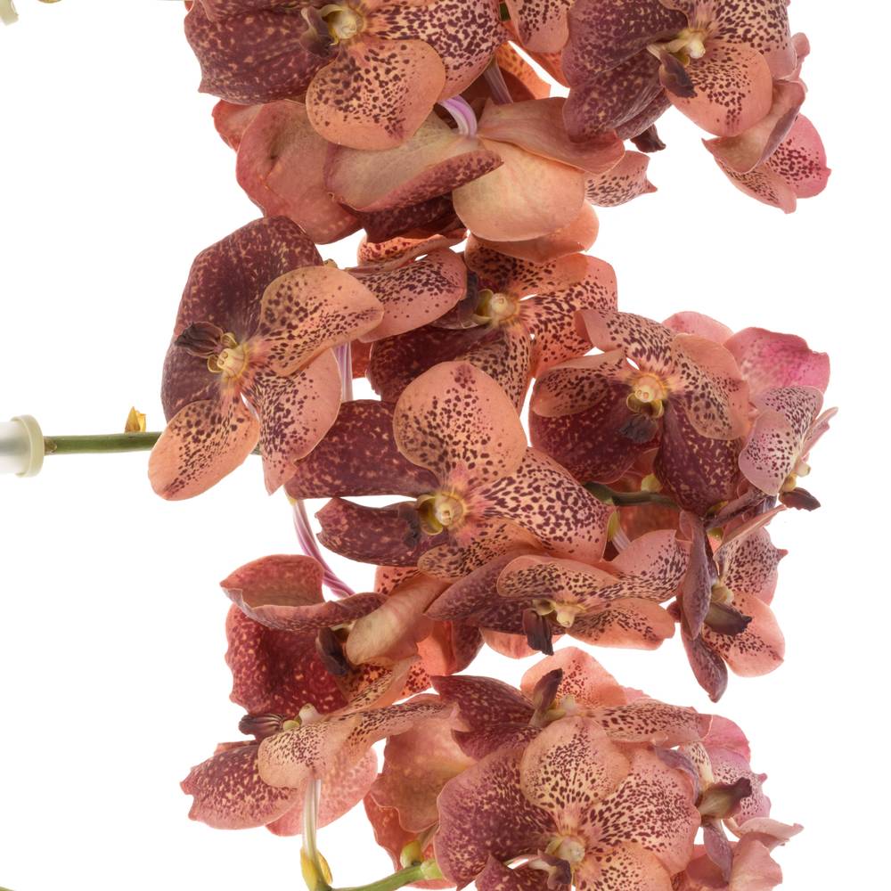Vanda orange Leopard Coral
