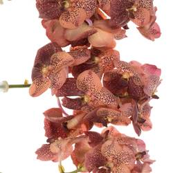 Vanda orange Leopard Coral