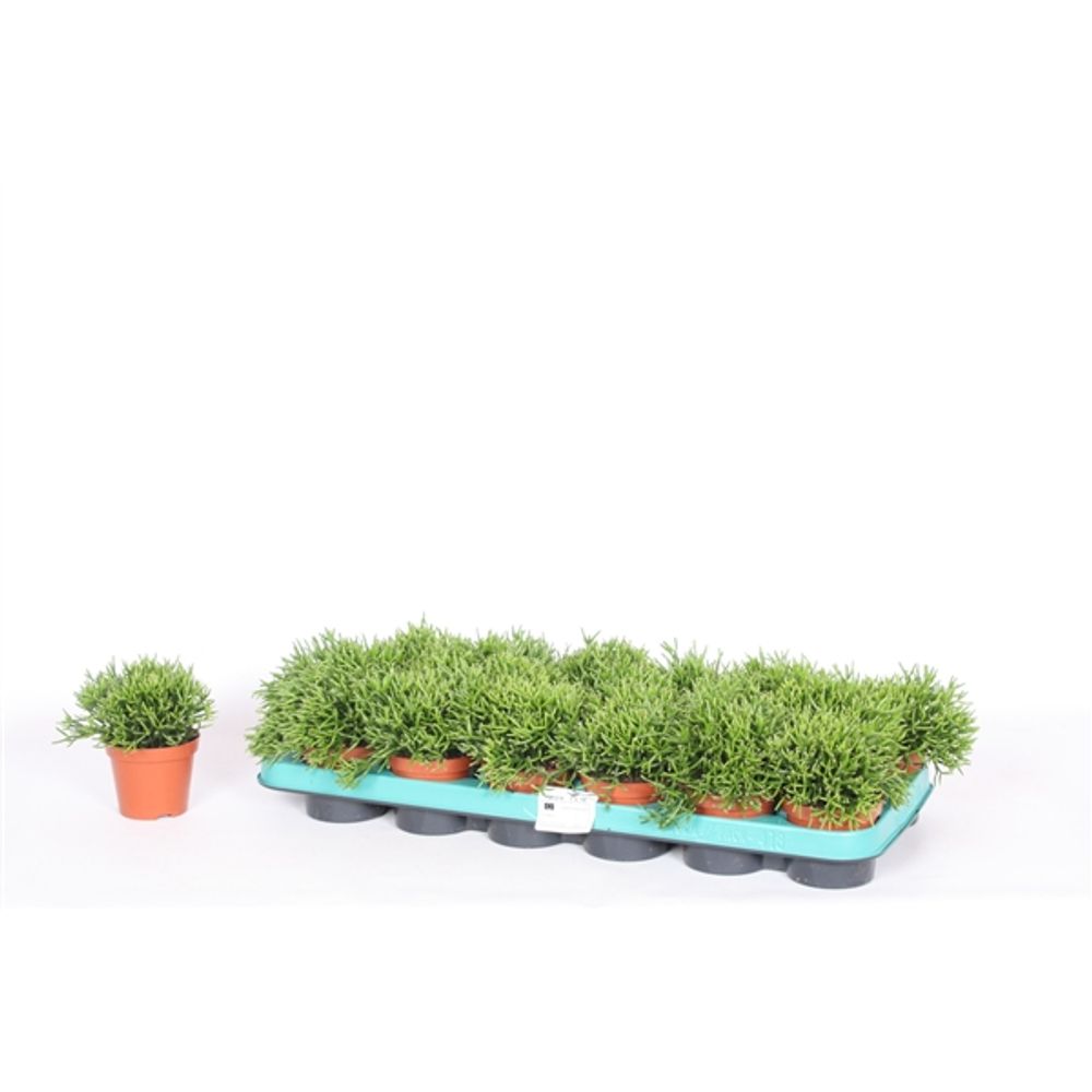 Hatiora grün T8 H15