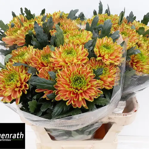 Chrys.Deko braun-dunkel grün Rossano Elizabeth 80cm DE