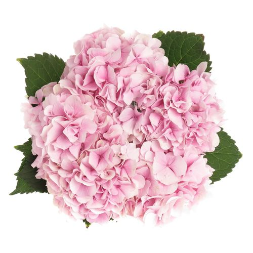 Hortensie rosa Verena 40cm
