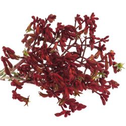 Kangeroo rot Early Spring 80cm