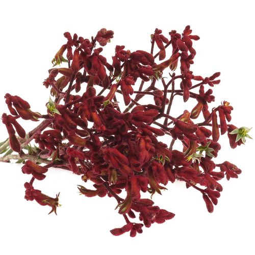 Kangeroo rot Early Spring 80cm