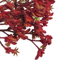 Kangeroo rot Early Spring 80cm