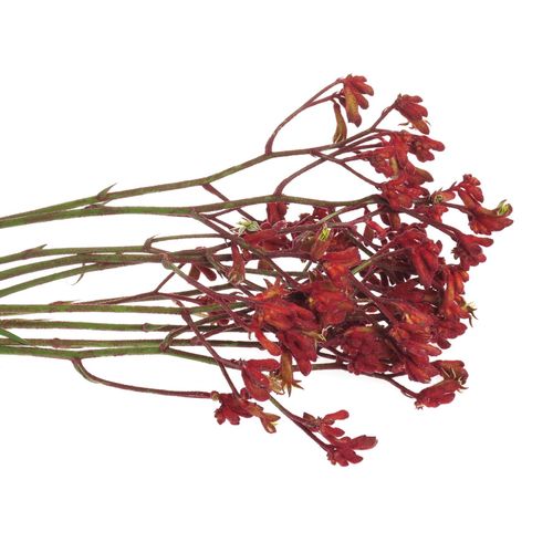 Kangeroo rot Early Spring 80cm