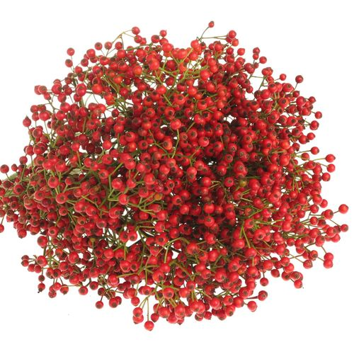Hagebutte rot Autumn Flush 50cm 