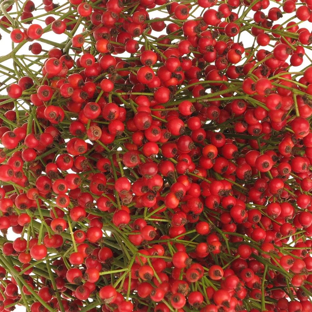 Hagebutte rot Autumn Flush 50cm 