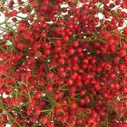 Hagebutte rot Autumn Flush 50cm 
