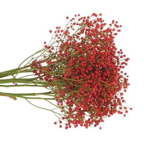 Hagebutte rot Autumn Flush 50cm 