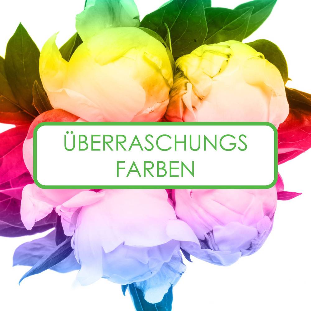 Pfingstrose 3x5 Farbe 50cm