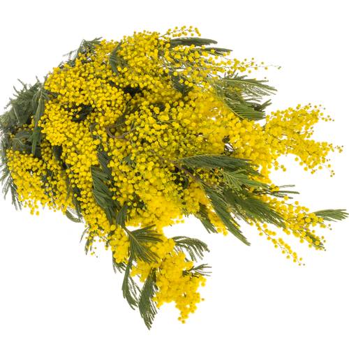 Mimosa gelb Pointe 80cm 10 Stiele