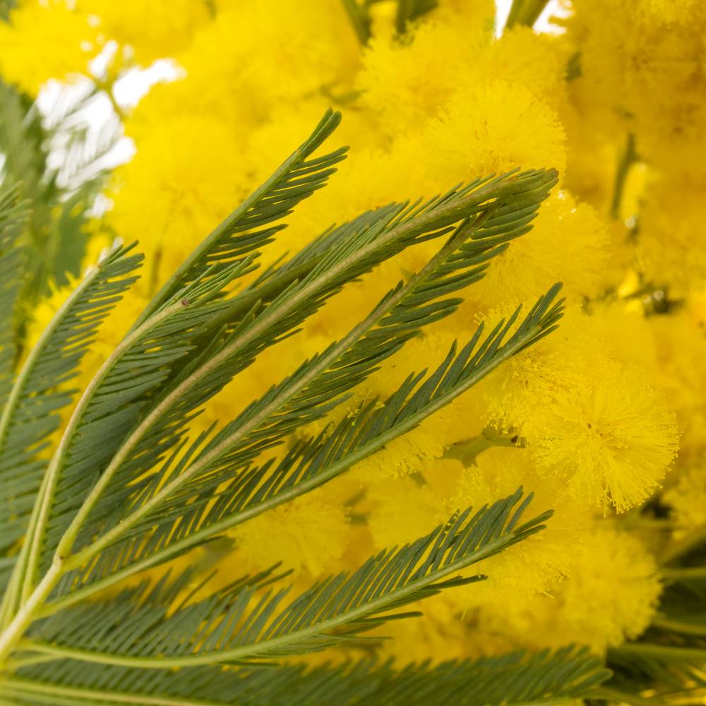 Mimosa gelb Pointe 80cm 10 Stiele