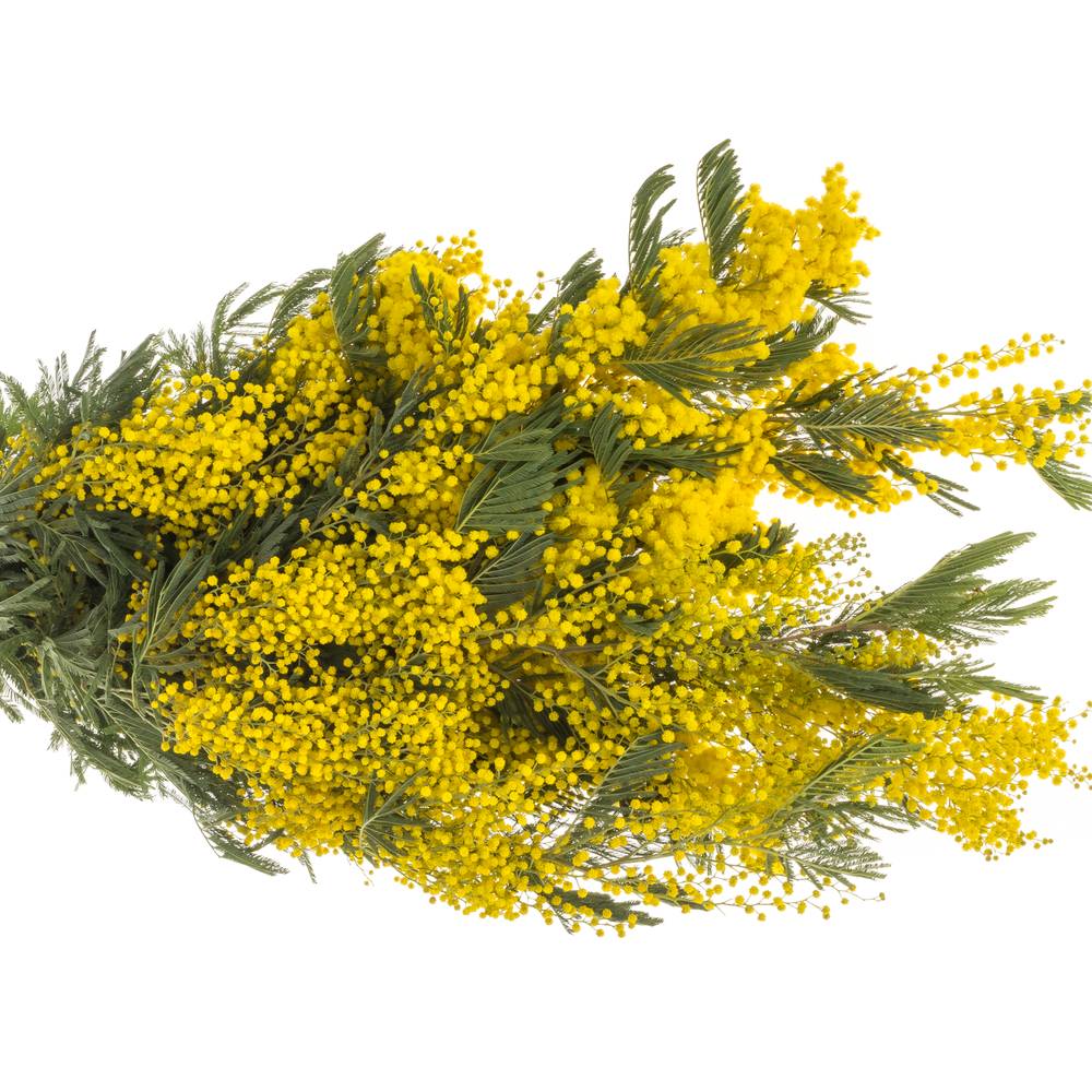 Mimosa gelb Pointe 80cm 10 Stiele