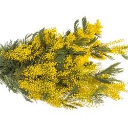 Mimosa gelb Pointe 80cm 10 Stiele