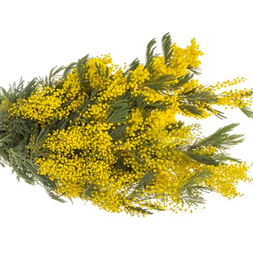 Mimosa gelb Pointe 80cm 10 Stiele