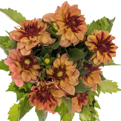 Dahlia braun Creme De Cognac 40cm