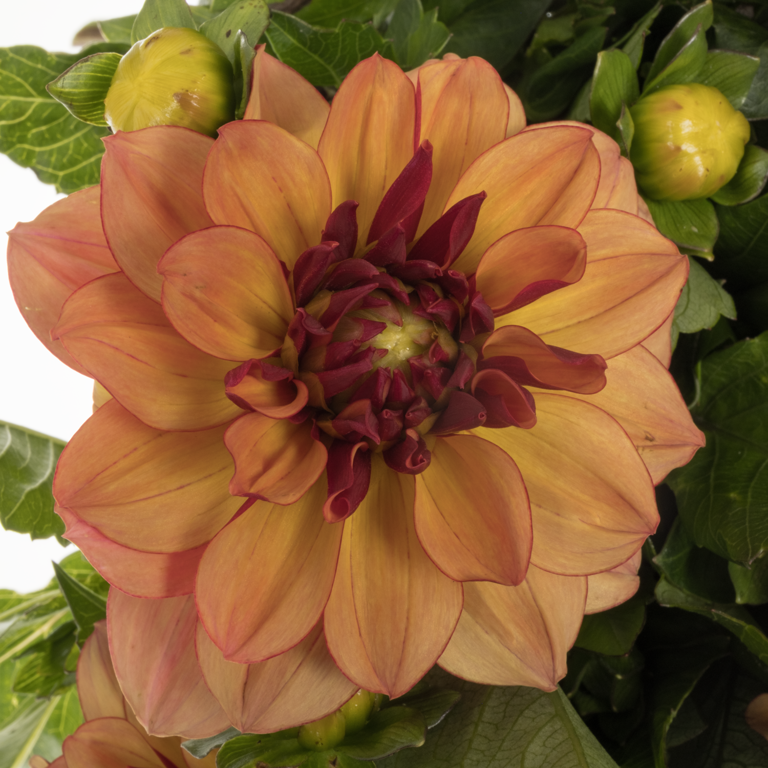 Dahlia braun Creme De Cognac 40cm