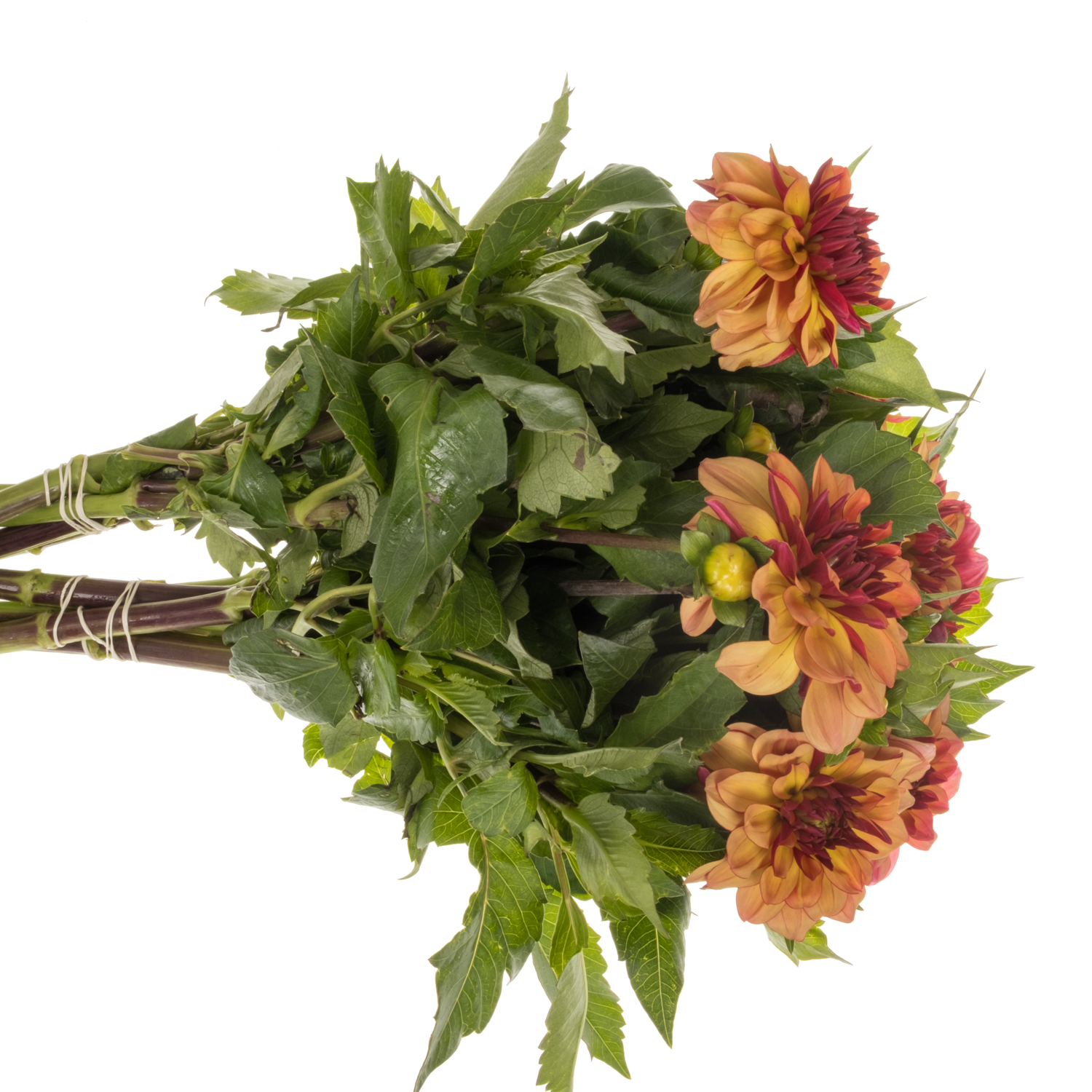 Dahlia braun Creme De Cognac 40cm
